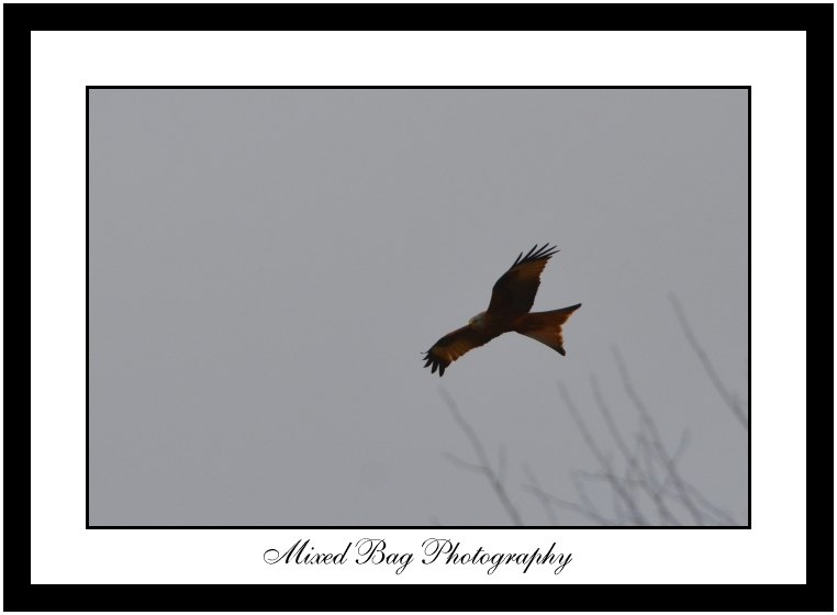 Red Kite near Allerton Park Red Kite near Allerton Park