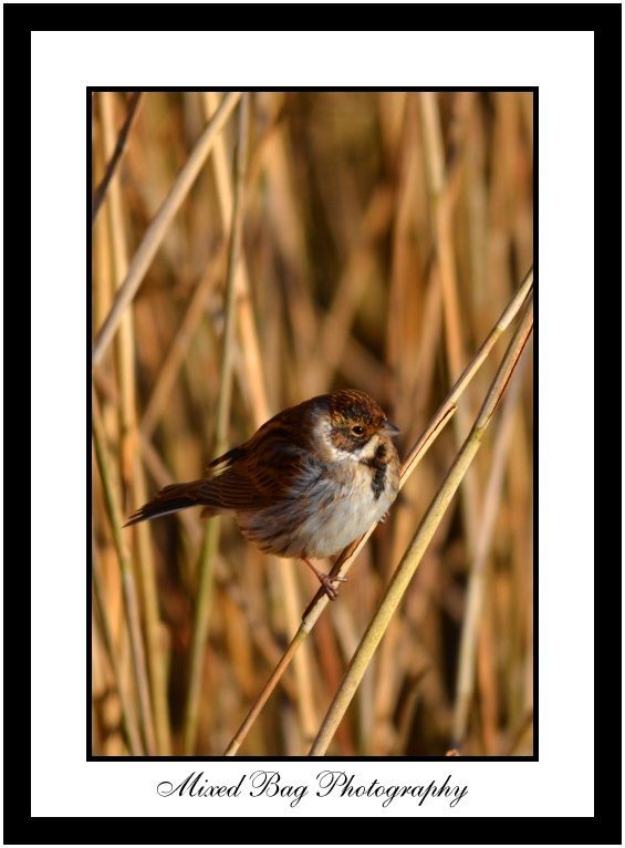 Reed Bunting