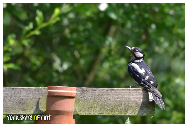 Great Spotted woodpecker Great Spotted woodpecker