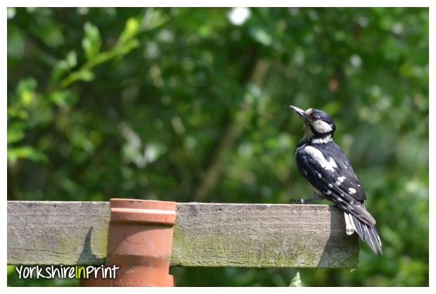 Great Spotted woodpecker