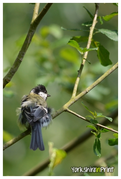 Great Tit cleaning
