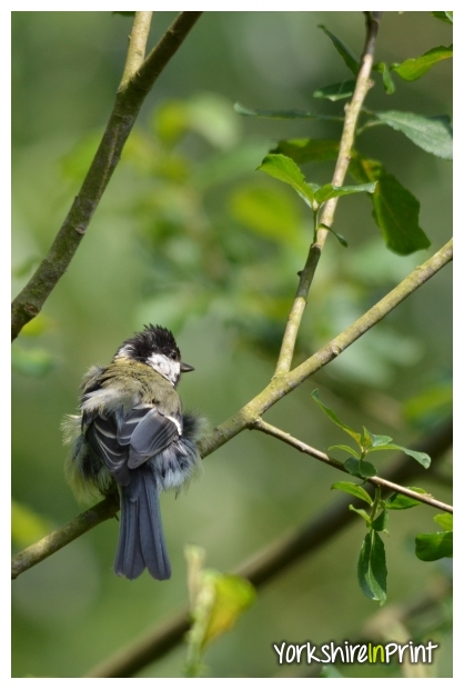 Great Tit cleaning Great Tit cleaning