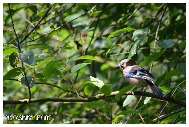 Jay Jay