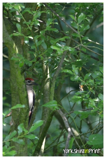 Great spotted woodpecker Great Spotted woodpecker