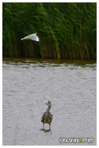 Heron being mobbed