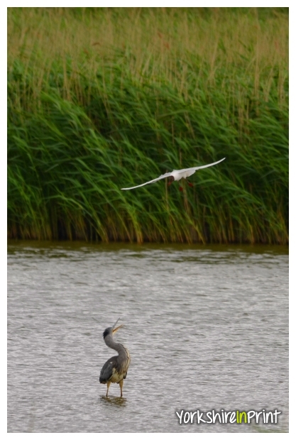 Heron being mobbed Heron being mobbed