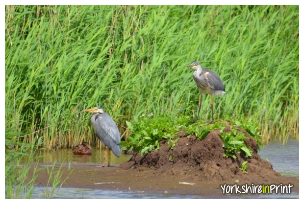 Heron nesting Heron nesting