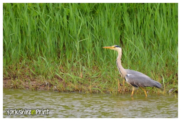 Heron Heron