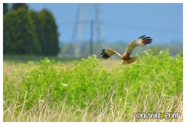 Marsh Harrier