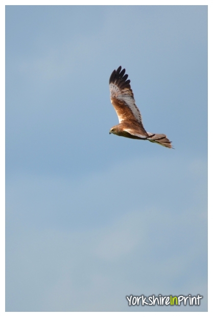 Marsh Harrier