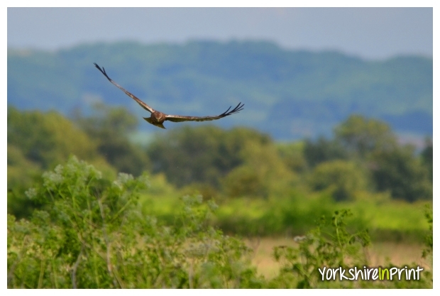 Marsh Harrier