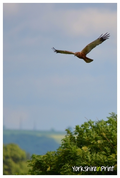 Marsh Harrier