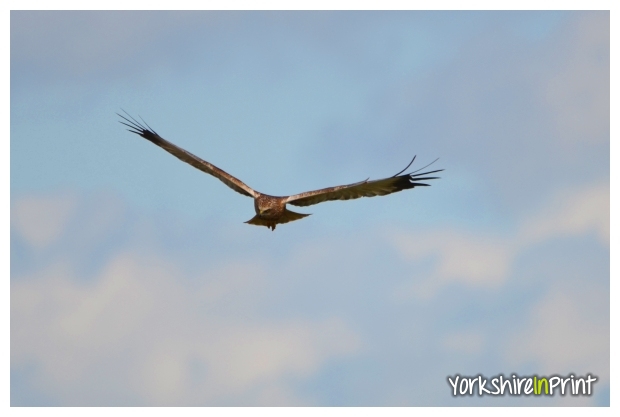 Marsh Harrier