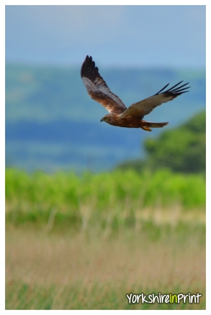 Marsh Harrier