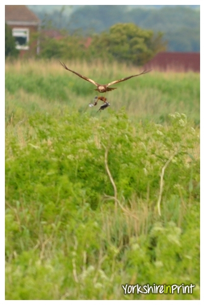 Marsh Harrier