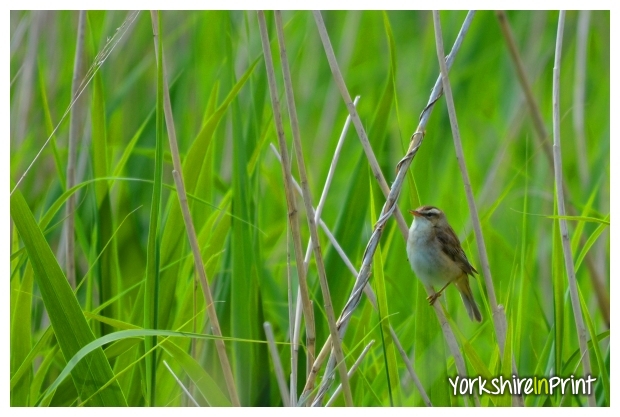 Sedge Warbler