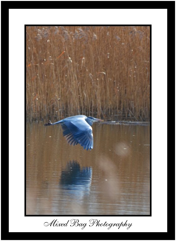 Heron reflection