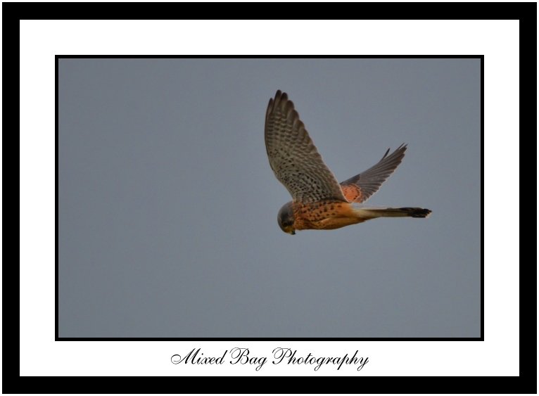 Kestel Kestrel