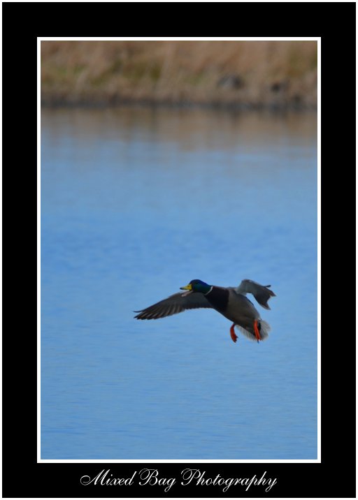 Mallard landing