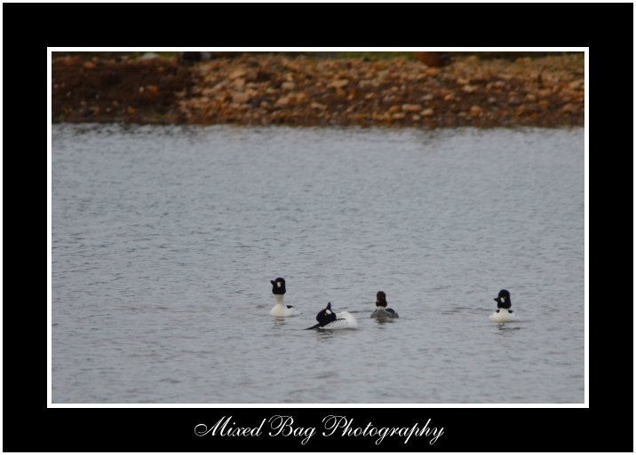 Mating ritual of the Goldeneye