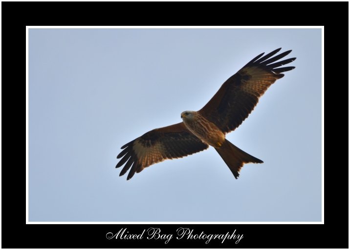 Red Kite in Yorkshire