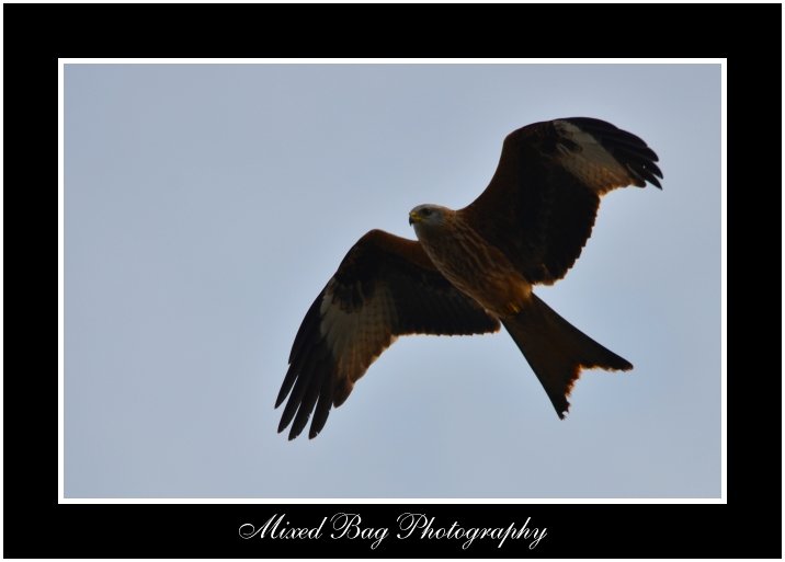 Red Kite in Yorkshire