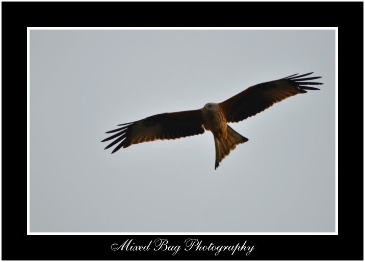 Red Kite in Yorkshire