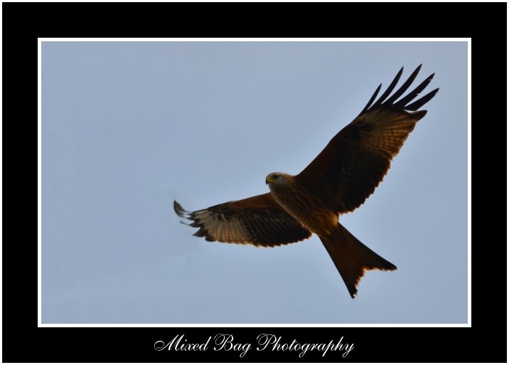 Red Kite in Yorkshire Red Kite in Yorkshire