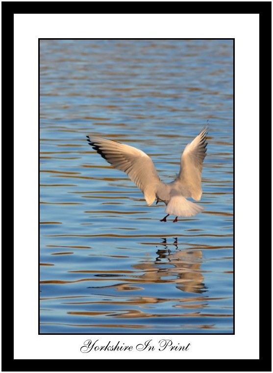 Black headed gull landing