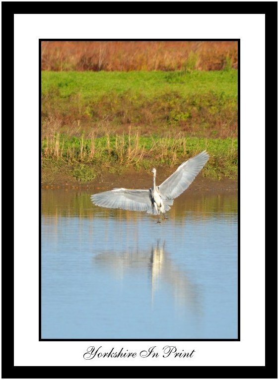 Heron Landing at Wheldrake Ings