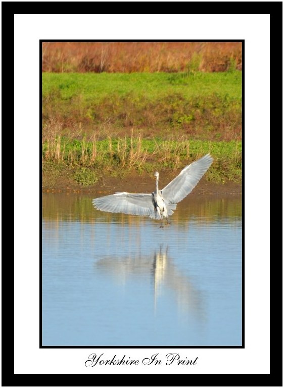 Heron Landing at Wheldrake Ings Heron Landing at Wheldrake Ings