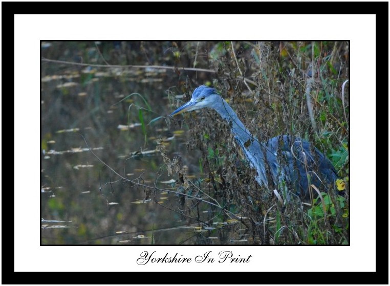 Heron fishing Heron fishing