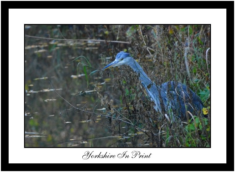 Heron fishing