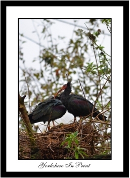 Bald Ibis