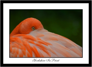 Flamingo Flamingo