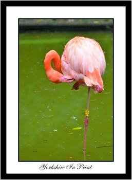 Flamingo Flamingo