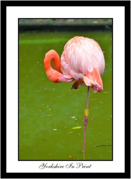 Flamingo