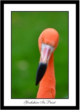 Flamingo Flamingo