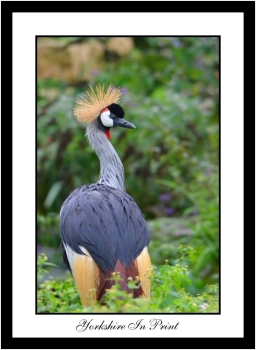 Grey Crowned Crane