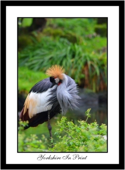Grey Crowned Crane Grey Crowned Crane