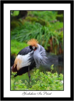 Grey Crowned Crane