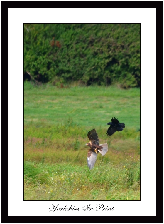 Crow attacking march harrier