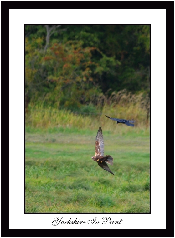 Crow attacking march harrier