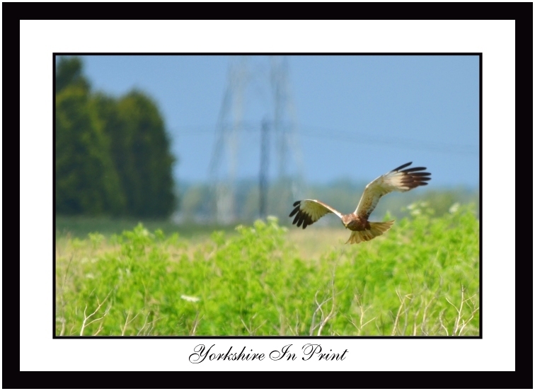 Marsh Harrier