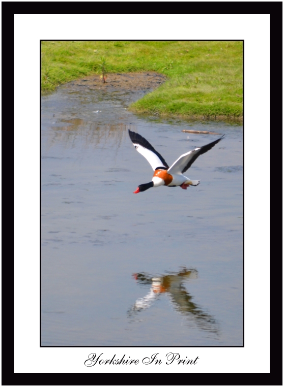 Shelduck