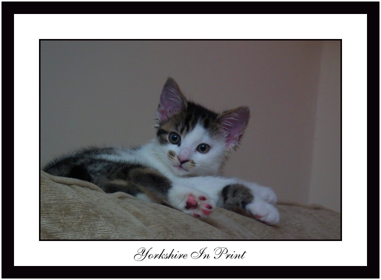 Kitten Kitten