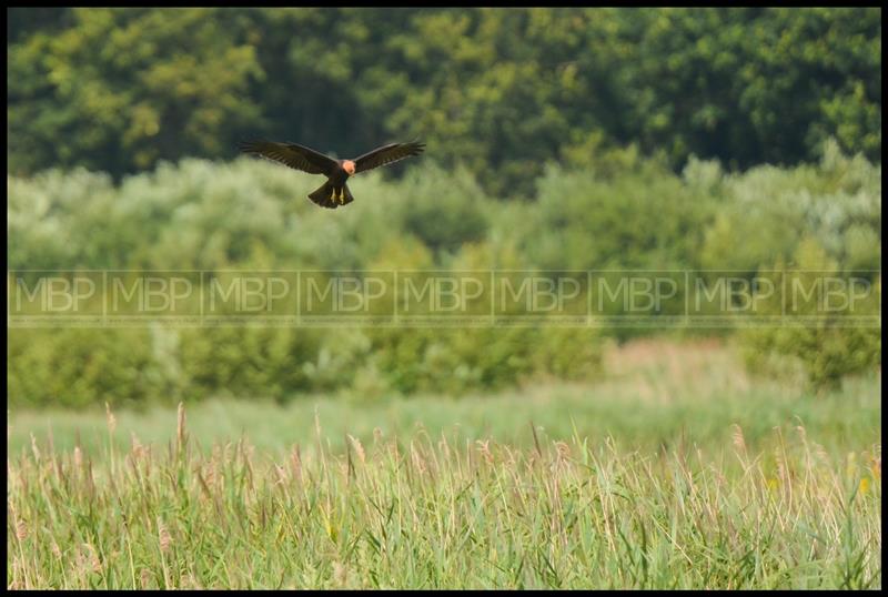 Wildlife photography UK