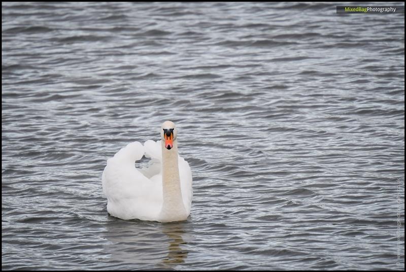 Wildlife photography UK