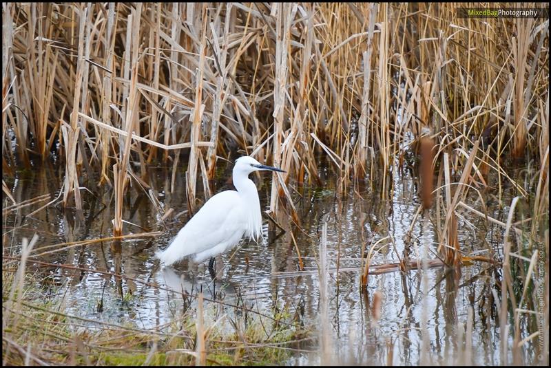 Wildlife photography UK