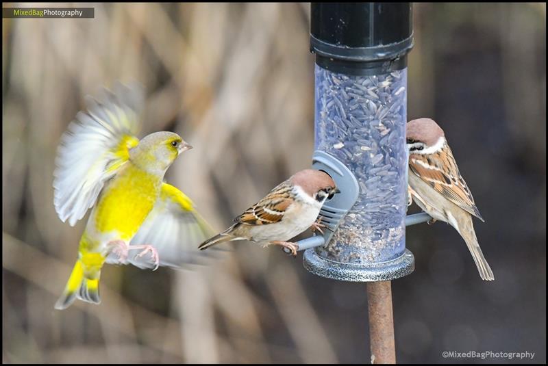 Wildlife photography UK